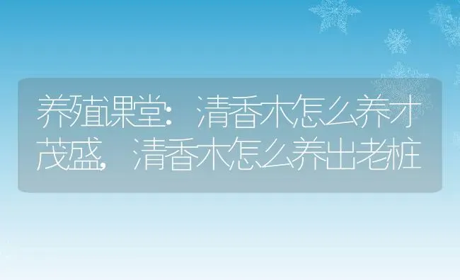 养殖课堂:清香木怎么养才茂盛,清香木怎么养出老桩 | 养殖学堂