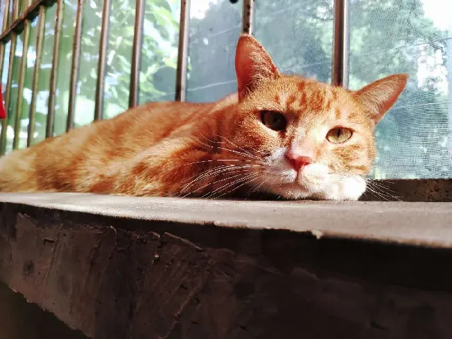 暹罗猫眼睛颜色等级,暹罗猫虹膜颜色说明？