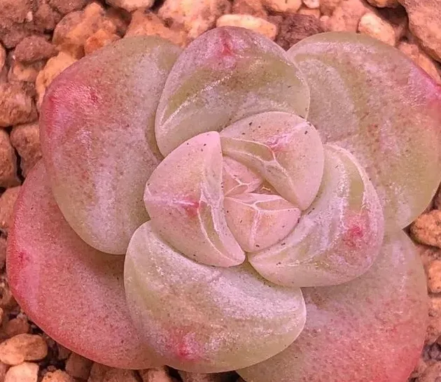 芙蓉雪莲和雪莲、梦露怎么区别,冰玉和橙梦露区别？