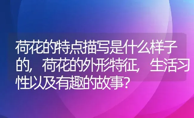 荷花的特点描写是什么样子的,荷花的外形特征,生活习性以及有趣的故事？ | 养殖科普