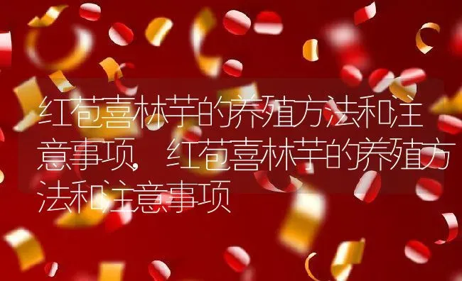 红苞喜林芋的养殖方法和注意事项,红苞喜林芋的养殖方法和注意事项 | 养殖科普