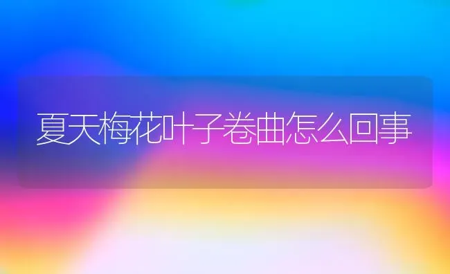 夏天梅花叶子卷曲怎么回事 | 养殖技术大全