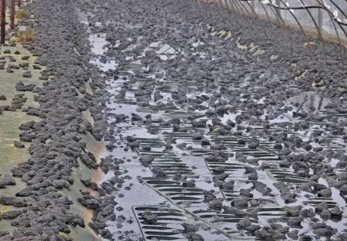 牛蛙养殖前景 | 妙招大全