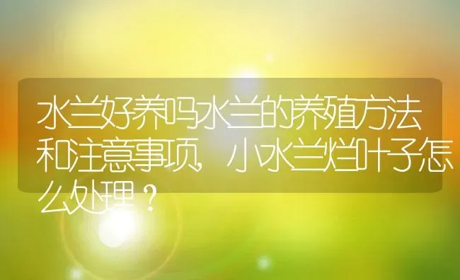 水兰好养吗水兰的养殖方法和注意事项,小水兰烂叶子怎么处理？ | 养殖科普