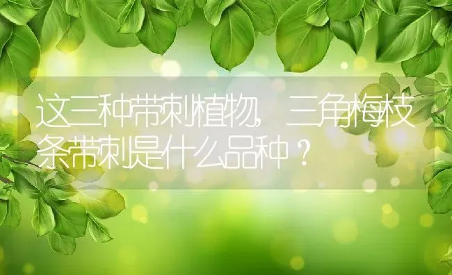 这三种带刺植物,三角梅枝条带刺是什么品种？ | 养殖科普