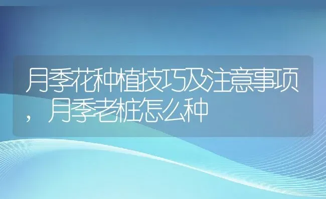 月季花种植技巧及注意事项,月季老桩怎么种 | 养殖学堂