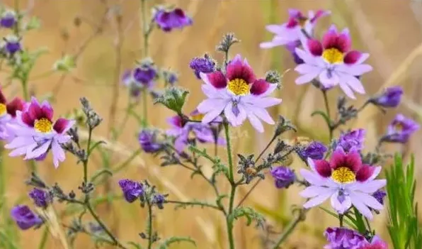 蛾蝶花种子种植方法 | 农广天地