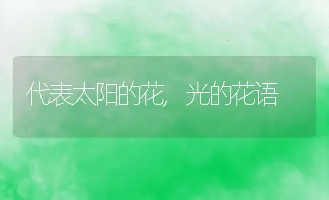 代表太阳的花,光的花语 | 养殖学堂