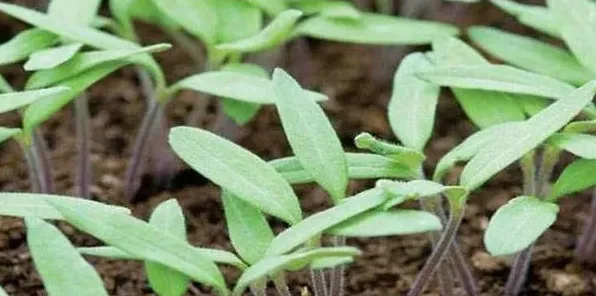 夏季种植茄子高产管理技术 | 三农知识