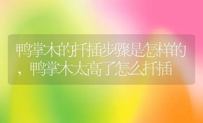 鸭掌木的扦插步骤是怎样的,鸭掌木太高了怎么扦插 | 养殖学堂