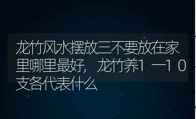 龙竹风水摆放三不要放在家里哪里最好,龙竹养1一10支各代表什么 | 养殖学堂