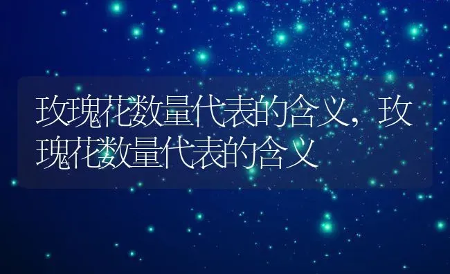 玫瑰花数量代表的含义,玫瑰花数量代表的含义 | 养殖科普