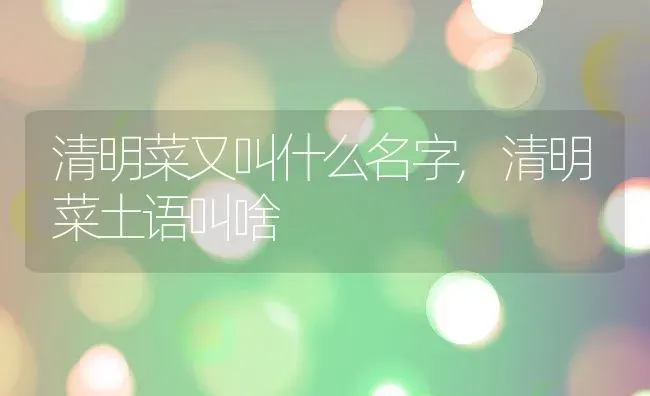 清明菜又叫什么名字,清明菜土语叫啥 | 养殖学堂