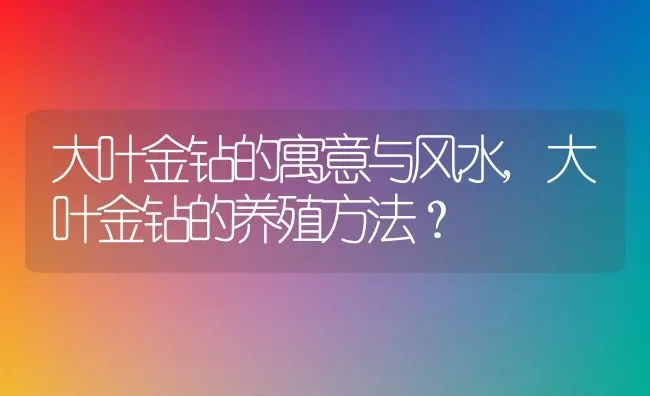 大叶金钻的寓意与风水,大叶金钻的养殖方法？ | 养殖科普