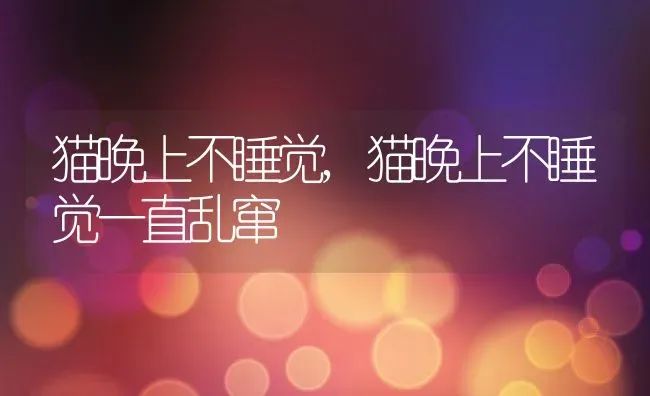 猫晚上不睡觉,猫晚上不睡觉一直乱窜 | 养殖科普
