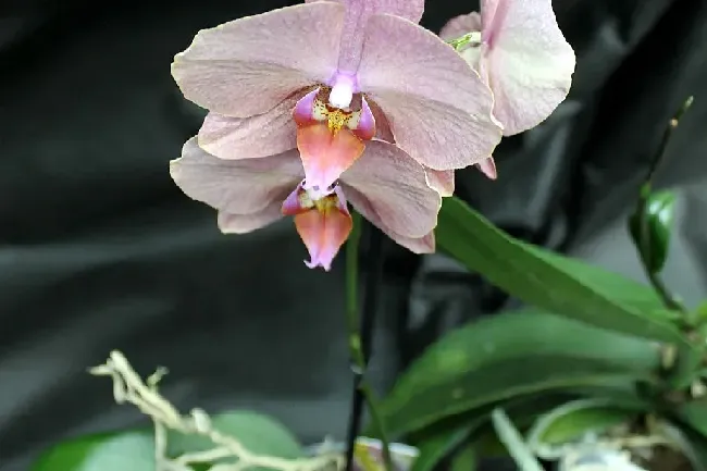 蝴蝶兰开完花后花杆怎么办,蝴蝶兰开完花后花杆怎么处理？