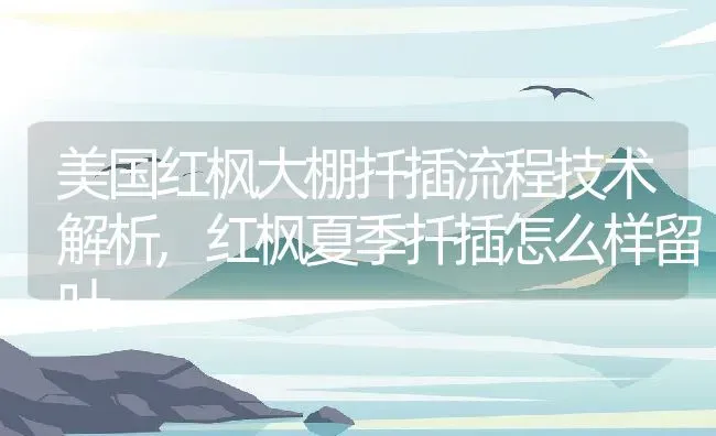美国红枫大棚扦插流程技术解析,红枫夏季扦插怎么样留叶 | 养殖学堂