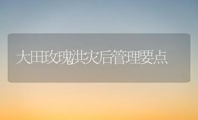 大田玫瑰洪灾后管理要点 | 养殖知识