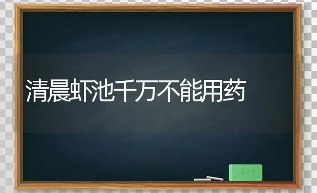 清晨虾池千万不能用药 | 养殖知识