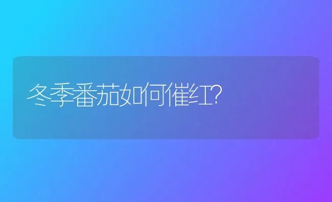 冬季番茄如何催红? | 养殖知识