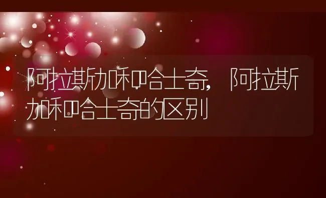 阿拉斯加和哈士奇,阿拉斯加和哈士奇的区别 | 养殖资料