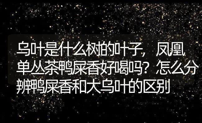 乌叶是什么树的叶子,凤凰单丛茶鸭屎香好喝吗？怎么分辨鸭屎香和大乌叶的区别 | 养殖学堂