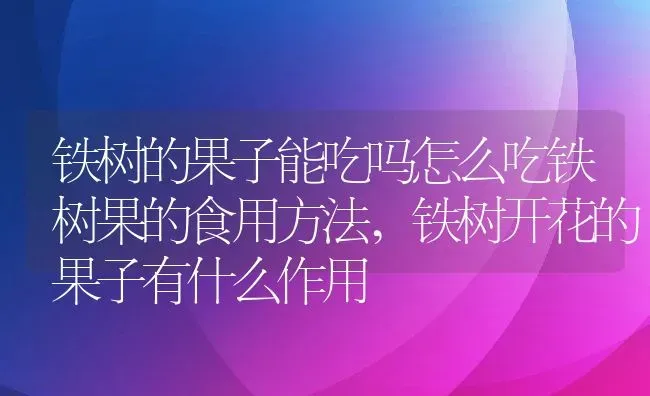 铁树的果子能吃吗怎么吃铁树果的食用方法,铁树开花的果子有什么作用 | 养殖学堂