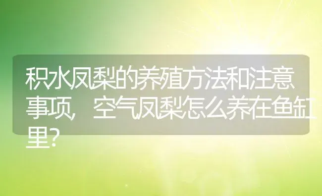 积水凤梨的养殖方法和注意事项,空气凤梨怎么养在鱼缸里？ | 养殖科普