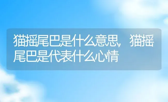 猫摇尾巴是什么意思,猫摇尾巴是代表什么心情 | 养殖资料