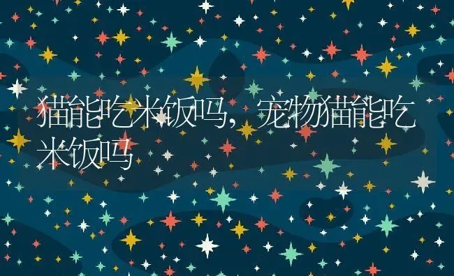 猫能吃米饭吗,宠物猫能吃米饭吗 | 养殖科普