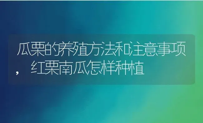 瓜栗的养殖方法和注意事项,红栗南瓜怎样种植 | 养殖学堂