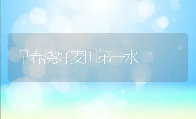 早春浇好麦田第一水 | 养殖技术大全