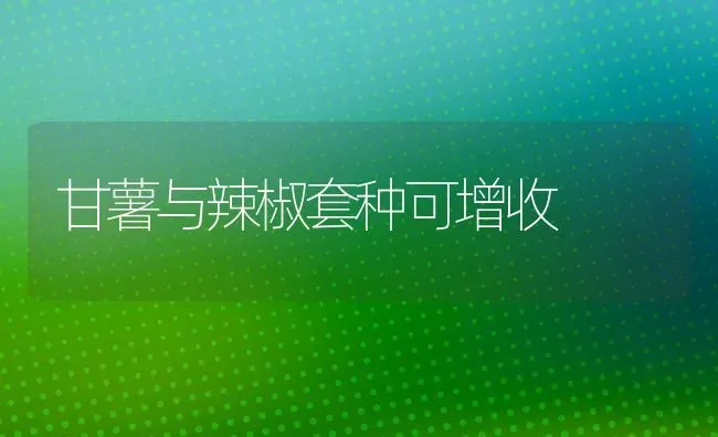 甘薯与辣椒套种可增收 | 养殖知识