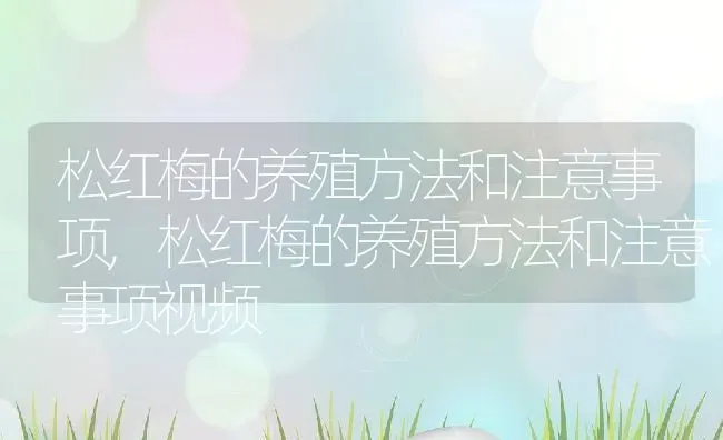 松红梅的养殖方法和注意事项,松红梅的养殖方法和注意事项视频 | 养殖科普