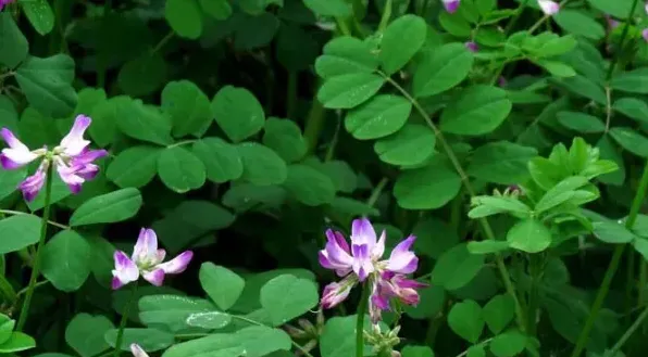 春季有哪些主要蜜源植物？ | 生活妙招