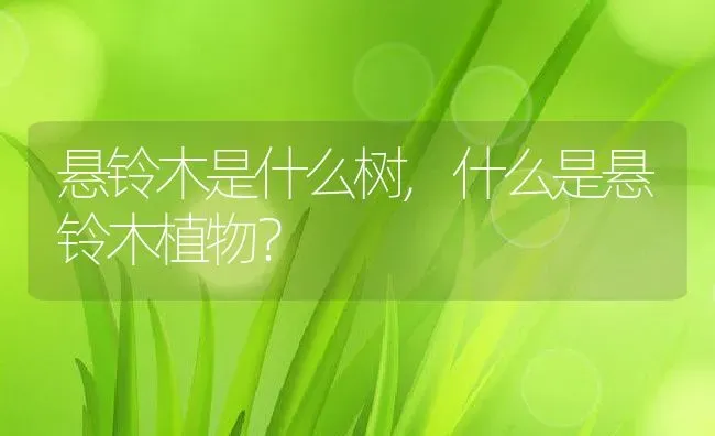 悬铃木是什么树,什么是悬铃木植物？ | 养殖科普