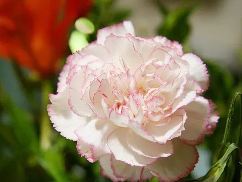 白色康乃馨花语,白色康乃馨的花语是什么？