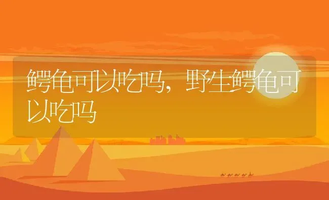 鳄龟可以吃吗,野生鳄龟可以吃吗 | 养殖科普