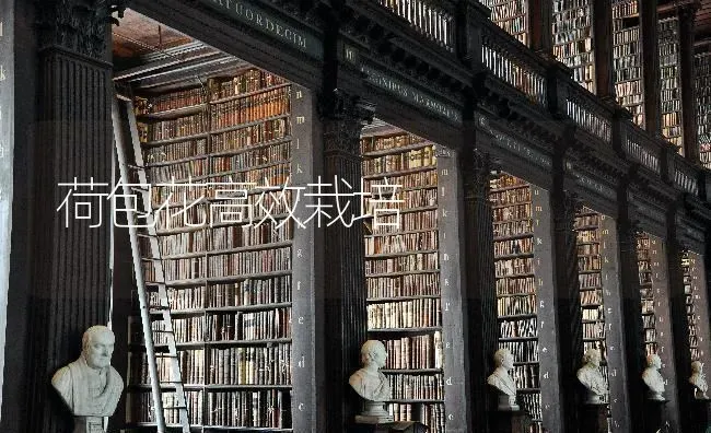 荷包花高效栽培 | 养殖知识