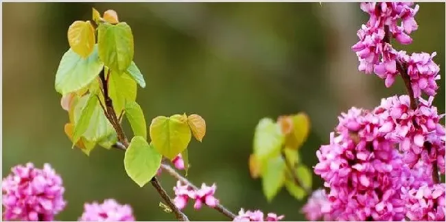 紫荆花的种类 | 实用知识