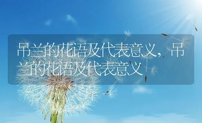 吊兰的花语及代表意义,吊兰的花语及代表意义 | 养殖科普