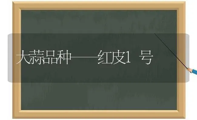 大蒜品种——红皮1号 | 养殖技术大全