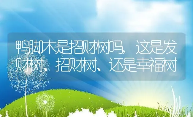 鸭脚木是招财树吗,这是发财树、招财树、还是幸福树 | 养殖学堂