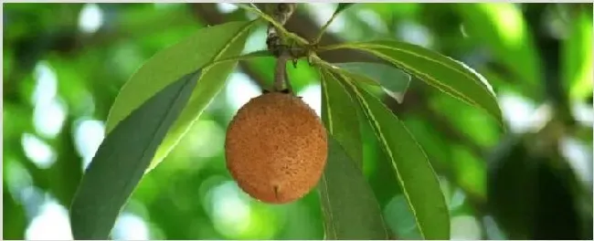 人心果种子催芽 | 生活妙招