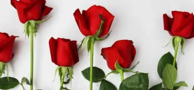 玫瑰花是什么颜色,玫瑰花的形状,特点.颜色.气味各是什么？