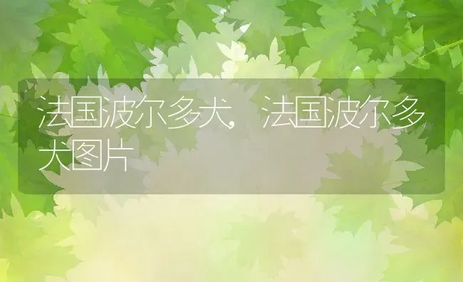 法国波尔多犬,法国波尔多犬图片 | 养殖科普
