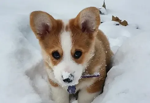 柯基犬掉毛的解决办法,柯基犬爱掉毛怎么回事？