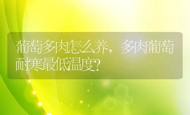葡萄多肉怎么养,多肉葡萄耐寒最低温度？ | 养殖科普
