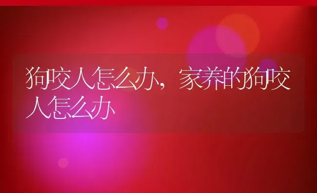狗咬人怎么办,家养的狗咬人怎么办 | 养殖科普