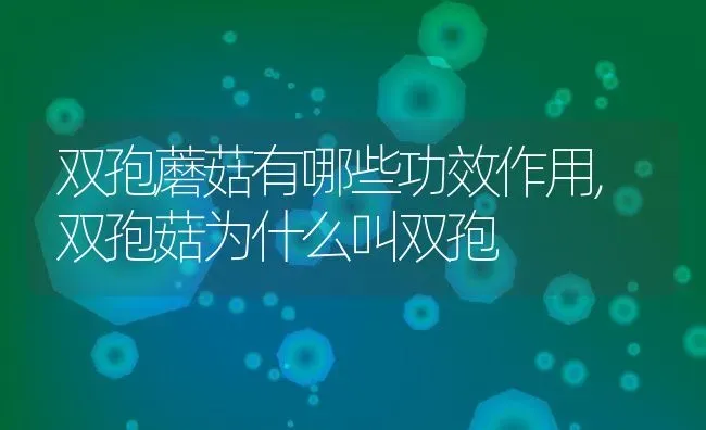 双孢蘑菇有哪些功效作用,双孢菇为什么叫双孢 | 养殖学堂